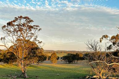 Livestock Sold - NSW - Taralga - 2580 - Rural land, close to village - with building entitlement.  (Image 2)