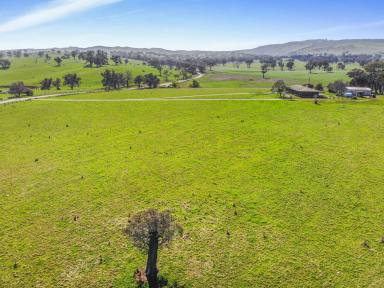 Cropping For Sale - NSW - Tumut - 2720 - Rural Lifestyle  (Image 2)