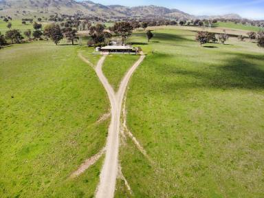 Cropping For Sale - NSW - Tumut - 2720 - Rural Lifestyle  (Image 2)