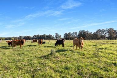 Livestock For Sale - NSW - Berry - 2535 - "Gracelea" Unique 34.83 Hectare Waterfront Property  (Image 2)