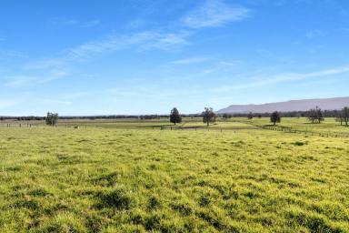 Livestock For Sale - NSW - Berry - 2535 - "Gracelea" Unique 34.83 Hectare Waterfront Property  (Image 2)