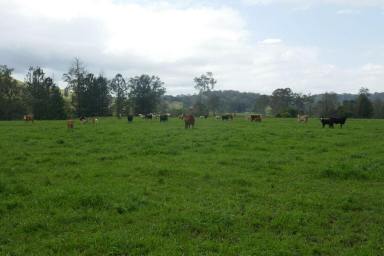 Mixed Farming For Sale - NSW - Lismore - 2480 - NORTH COAST BREEDER PROPERTY  (Image 2)