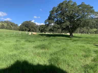 Livestock For Sale - NSW - Kyogle - 2474 - 320 ACRES WITH 2KMS OF CREEK FRONTAGE  (Image 2)