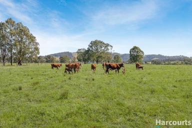 Acreage/Semi-rural Sold - NSW - Glen Martin - 2321 - Rich Grazing Land, River Frontage & Lifestyle Opportunity Awaits!  (Image 2)