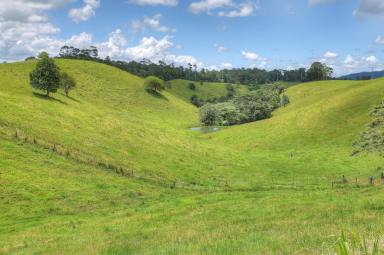 Lifestyle Sold - QLD - Millaa Millaa - 4886 - PREMIUM TABLELANDS CATTLE BREEDING & LIFESTYLE PROPERTY  (Image 2)