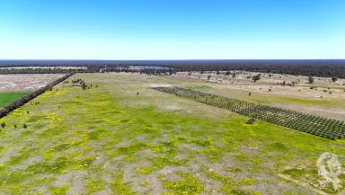 Mixed Farming Sold - NSW - Bohena Creek - 2390 - 405.35AC* IDEAL BUILD UP BLOCK WITH IRRIGATION LICENCE & INFRASTRUCTURE  (Image 2)