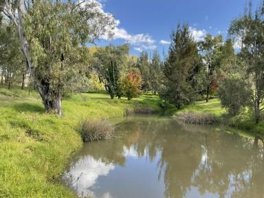 Acreage/Semi-rural For Sale - NSW - Inverell - 2360 - 'Salta' MOTIVATED VENDOR - LOOKING TO RELOCATE  (Image 2)