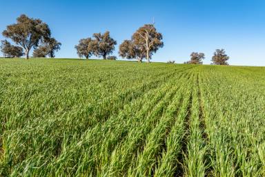 Mixed Farming For Sale - NSW - Greenethorpe - 2809 - EXCELLENT FARMING & GRAZING COUNTRY!  (Image 2)