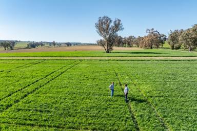 Mixed Farming For Sale - NSW - Greenethorpe - 2809 - EXCELLENT FARMING & GRAZING COUNTRY!  (Image 2)