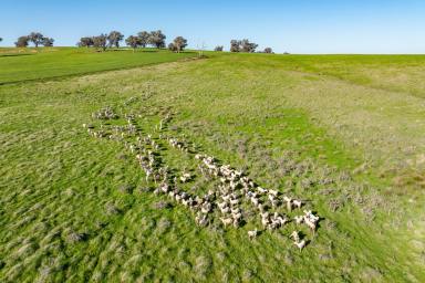 Mixed Farming For Sale - NSW - Greenethorpe - 2809 - EXCELLENT FARMING & GRAZING COUNTRY!  (Image 2)