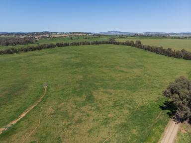 Mixed Farming Sold - NSW - Calala - 2340 - Highly Sought-After Grazing & Lifestyle Opportunity  (Image 2)