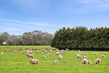 Other (Rural) For Sale - VIC - Mannerim - 3222 - Peace, Productivity and Proximity on the Bellarine  (Image 2)