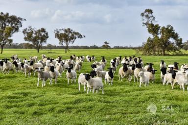 Cropping For Sale - SA - Keith - 5267 - More Rain Downs  (Image 2)