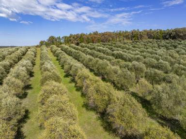 Other (Rural) For Sale - NSW - Bumbaldry - 2794 - &apos;Terran Grove&apos; Olive Grove - 320  (Image 2)