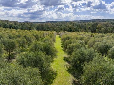 Other (Rural) For Sale - NSW - Bumbaldry - 2794 - &apos;Terran Grove&apos; Olive Grove - 320  (Image 2)