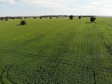 Mixed Farming For Sale - NSW - Bogan Gate - 2876 - Productive Mixed Farm Offering True Enterprise Flexibility  (Image 2)