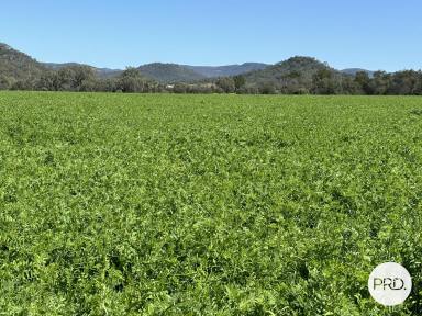 Mixed Farming For Sale - NSW - Denman - 2328 - Established Equine Facility  (Image 2)