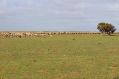 Mixed Farming For Sale - SA - Marama - 5307 - GREAT VALUE, OPEN BARLEY COUNTRY, HEALTHY GRAZE, SOWN FEED  (Image 2)