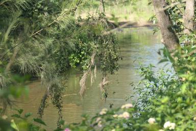 Lifestyle For Sale - NSW - Bonalbo - 2469 - MOTIVATED VENDOR  (Image 2)