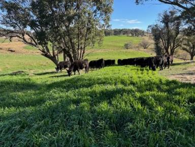 Farmlet For Sale - NSW - Taralga - 2580 - FINAL LOT For Sale at 'Willowvale Farms'  (Image 2)