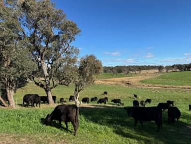 Farmlet For Sale - NSW - Taralga - 2580 - FINAL LOT For Sale at 'Willowvale Farms'  (Image 2)