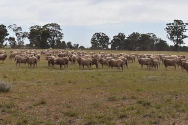 Mixed Farming For Sale - NSW - West Wyalong - 2671 - Regenerative Ag Opportunity  (Image 2)