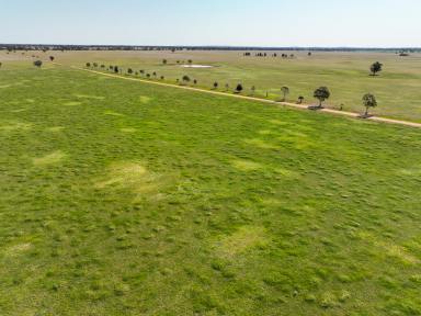 Mixed Farming For Sale - NSW - West Wyalong - 2671 - Broadacre Mixed Farming with Scale  (Image 2)