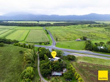 House For Sale - QLD - Lower Daintree - 4873 - A Fantastic Opportunity Awaits!  (Image 2)