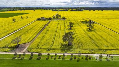 Cropping For Sale - SA - Mundulla - 5270 - Productive land with the versatility of a 300 megalitre underground water allocation.  (Image 2)