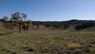 Lifestyle For Sale - NSW - Mudgee - 2850 - 'MARBIL PARK'  (Image 2)