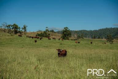 Other (Rural) For Sale - NSW - Wiangaree - 2474 - 100 Acre Lot  (Image 2)