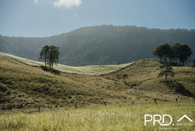 Other (Rural) For Sale - NSW - Wiangaree - 2474 - 175 Acre Lot  (Image 2)