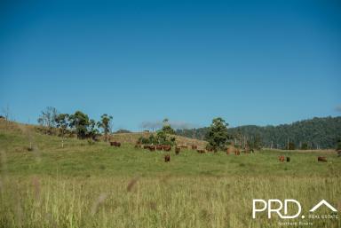 Other (Rural) For Sale - NSW - Wiangaree - 2474 - 175 Acre Lot  (Image 2)