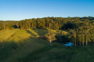 Lifestyle For Sale - NSW - Topi Topi - 2423 - A peaceful coastal bush retreat  (Image 2)