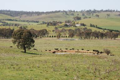 Lifestyle For Sale - NSW - Walcha - 2354 - Rare Lifestyle Opportunity  (Image 2)