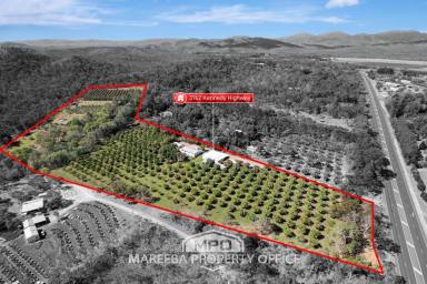 Lifestyle Sold - QLD - Mareeba - 4880 - ORGANIC FRUIT FARM & DEHYDRATING BUSINESS - Far North Qld  (Image 2)