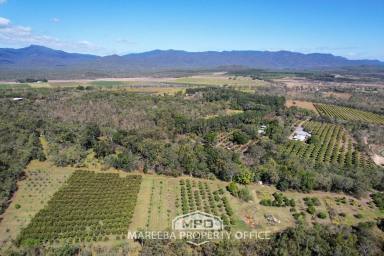 Lifestyle Sold - QLD - Mareeba - 4880 - ORGANIC FRUIT FARM & DEHYDRATING BUSINESS - Far North Qld  (Image 2)