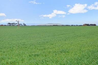 Cropping For Sale - VIC - Wingeel - 3321 - QUALITY WINCHELSEA – INVERLEIGH DISTRICT PROPERTY  (Image 2)