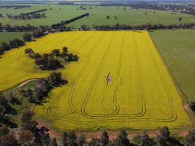 Lifestyle For Sale - NSW - Ariah Park - 2665 - 41 Acres + Dwelling Entitlement* + Town Water  (Image 2)