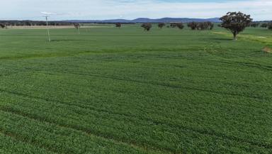 Cropping For Sale - NSW - Gooloogong - 2805 - Expansion Opportunity  (Image 2)