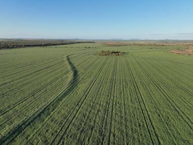 Mixed Farming For Sale - QLD - Clermont - 4721 - DIVERSIFIED CROPPING & GRAZING OPPORTUNITY  (Image 2)