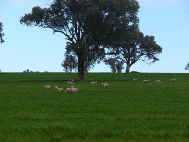 Mixed Farming For Sale - NSW - Canowindra - 2804 - Millambri  (Image 2)