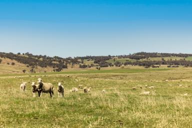 Livestock For Sale - NSW - Crookwell - 2583 - Hazeldean  (Image 2)