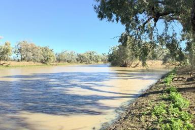 Livestock Auction - QLD - Longreach - 4730 - A host of possibilities  (Image 2)