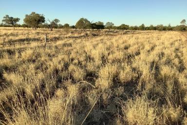 Livestock Auction - QLD - Longreach - 4730 - A host of possibilities  (Image 2)