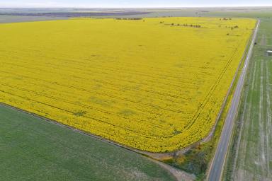 Cropping For Sale - VIC - Avon Plains - 3477 - Productive Wimmera Cropping Opportunity  (Image 2)