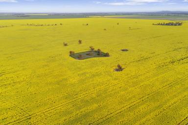 Cropping For Sale - VIC - Avon Plains - 3477 - Productive Wimmera Cropping Opportunity  (Image 2)