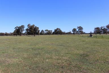 Lifestyle For Sale - SA - Tintinara - 5266 - APPEALING CLOSE TO TOWN, RURAL LIFESTYLE OR ADD ON ACREAGE  (Image 2)