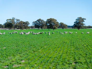 Mixed Farming For Sale - SA - Tintinara - 5266 - "Dandaraga" - Irrigated Lucerne, Livestock, Cropping with good infrastructure.  (Image 2)