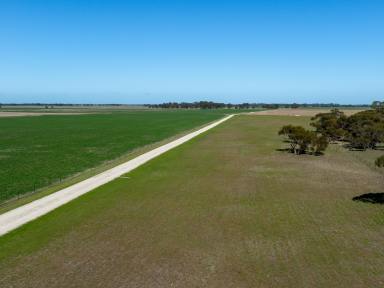 Mixed Farming For Sale - SA - Tintinara - 5266 - "Dandaraga" - Irrigated Lucerne, Livestock, Cropping with good infrastructure.  (Image 2)